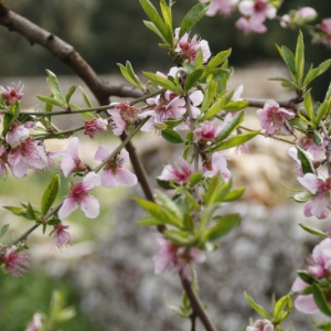 Azienda Agricola Biologica